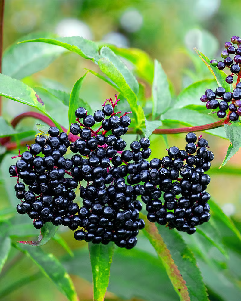 Nahaufnahme der Beeren des schwarzen Holunders an der Pflanze.