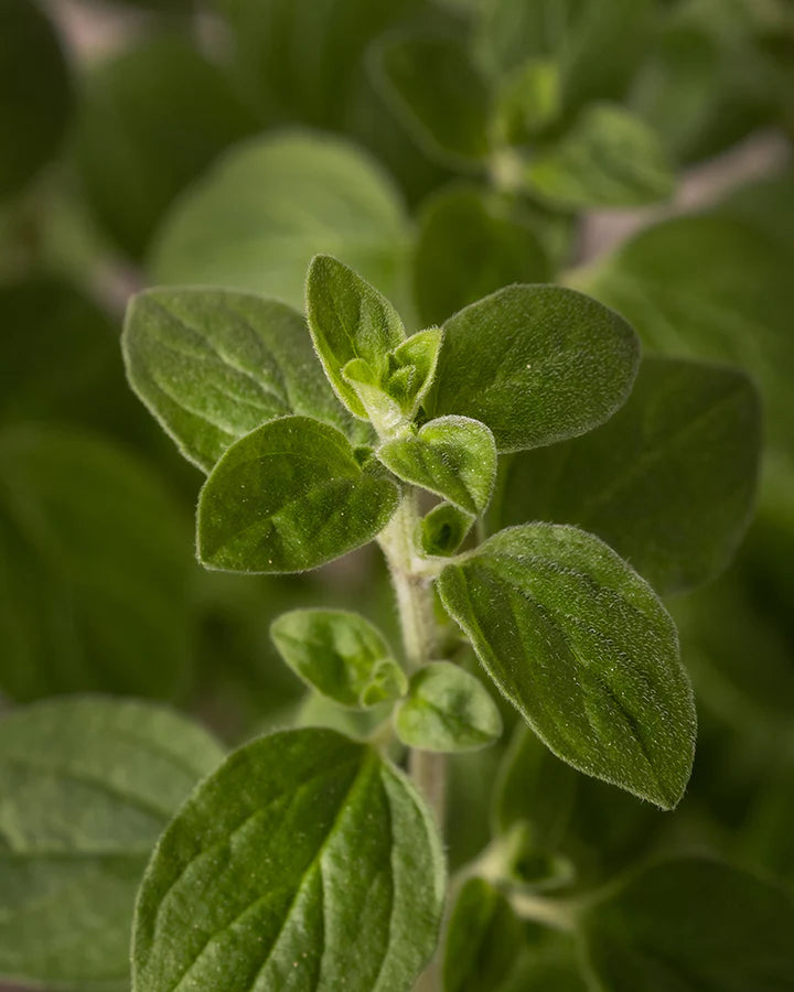 Nahaufnahme der grünen Blätter eines Oreganos (Origanum vulgare, Dost, Wohlgemuth, Echter Oregano)