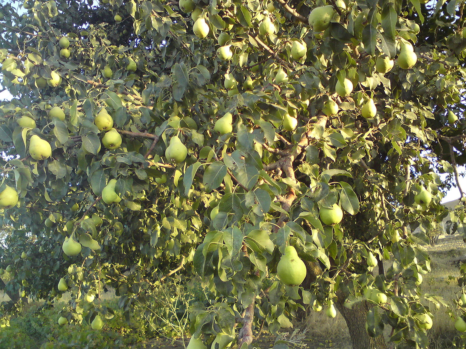 Ausgewachsener Birnbaum mit vielen Früchten.