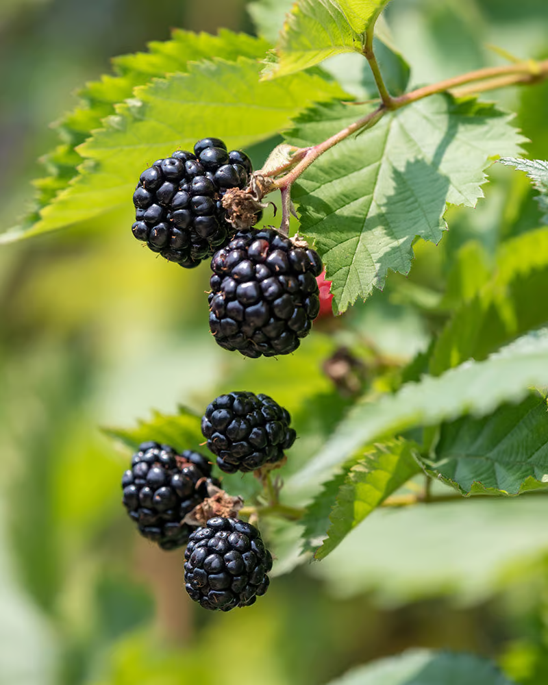 Nahaufnahme von reifen Brombeeren an der Pflanze.