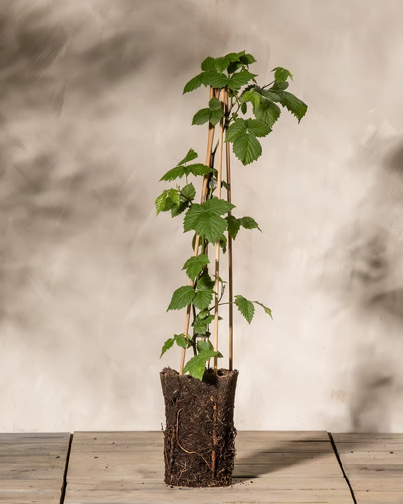 Kleine Brombeerenpflanze ohne Topf.
