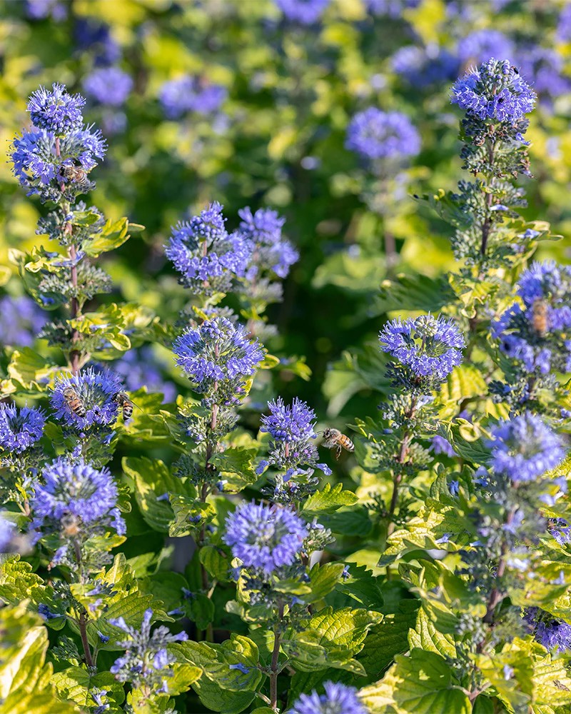 Bartblume 'Blue Empire' Blüten einer Bartblume der Art Caryopteris x clandonensis ‘Blue Empire’.
