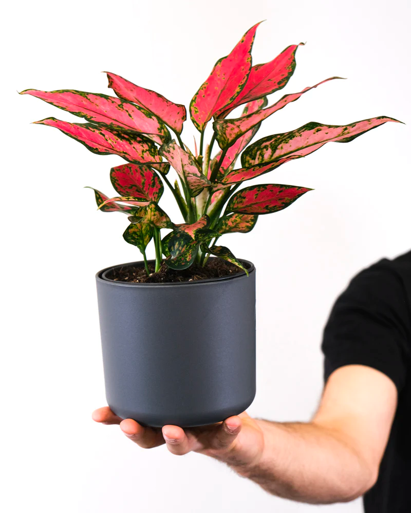 Hand, welche Aglaonema Cherry Baby hält