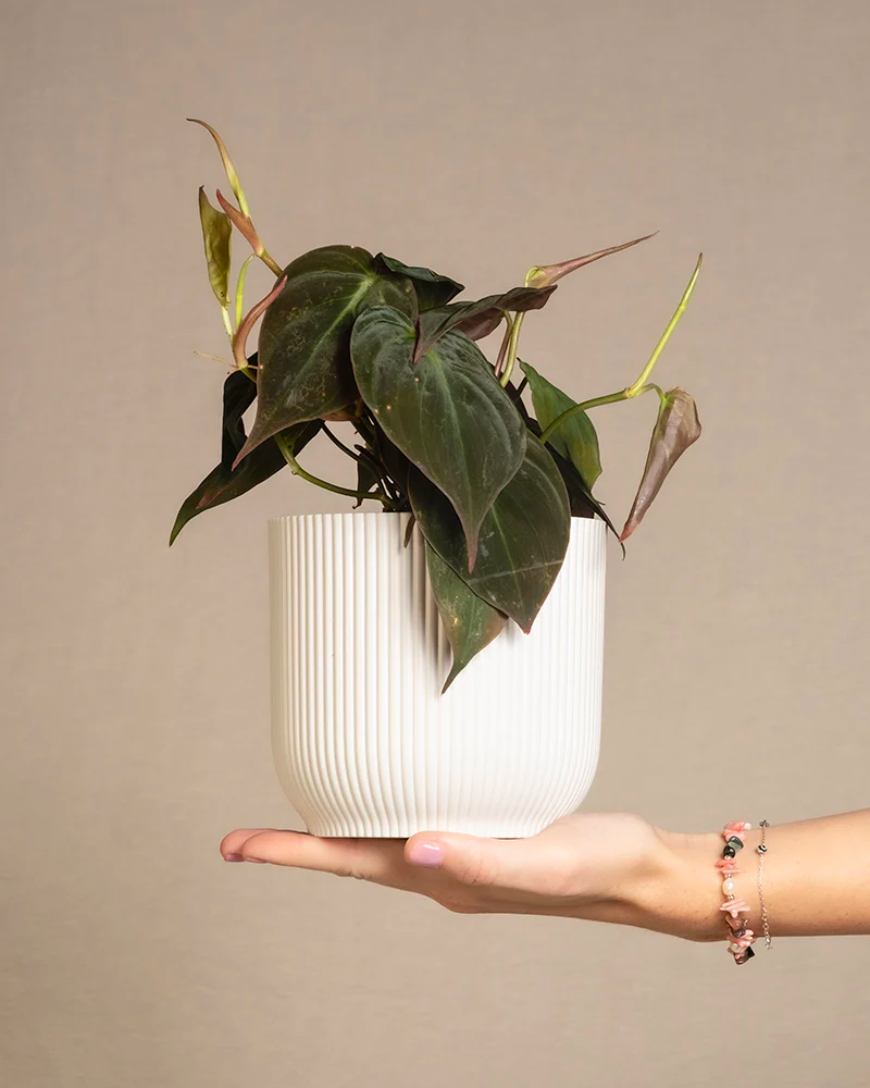 Ein Philodendron micans in einem weissen Übertopf steht auf einer ausgestreckten Hand.
