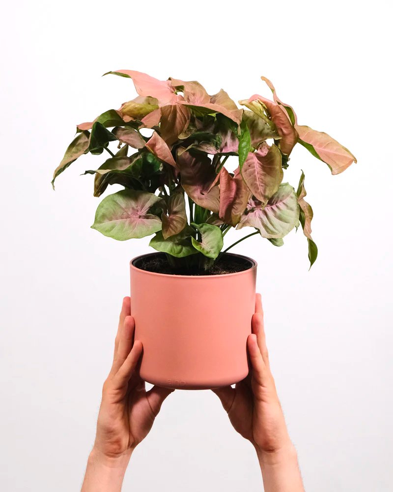 Eine Purpurtute 'Red Heart' in einem pinken Topf wird hochgehalten.