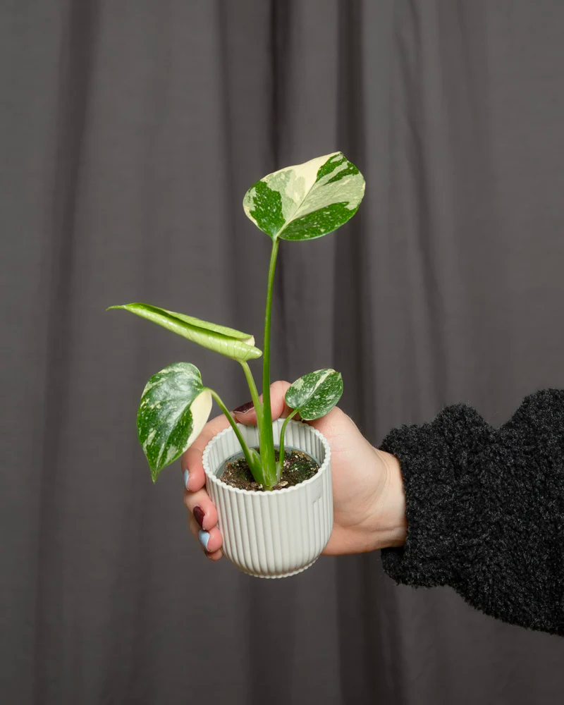 Eine Monstera deliciosa 'Thai Constellation' Babypflanze in einem weissen Übertopf. 