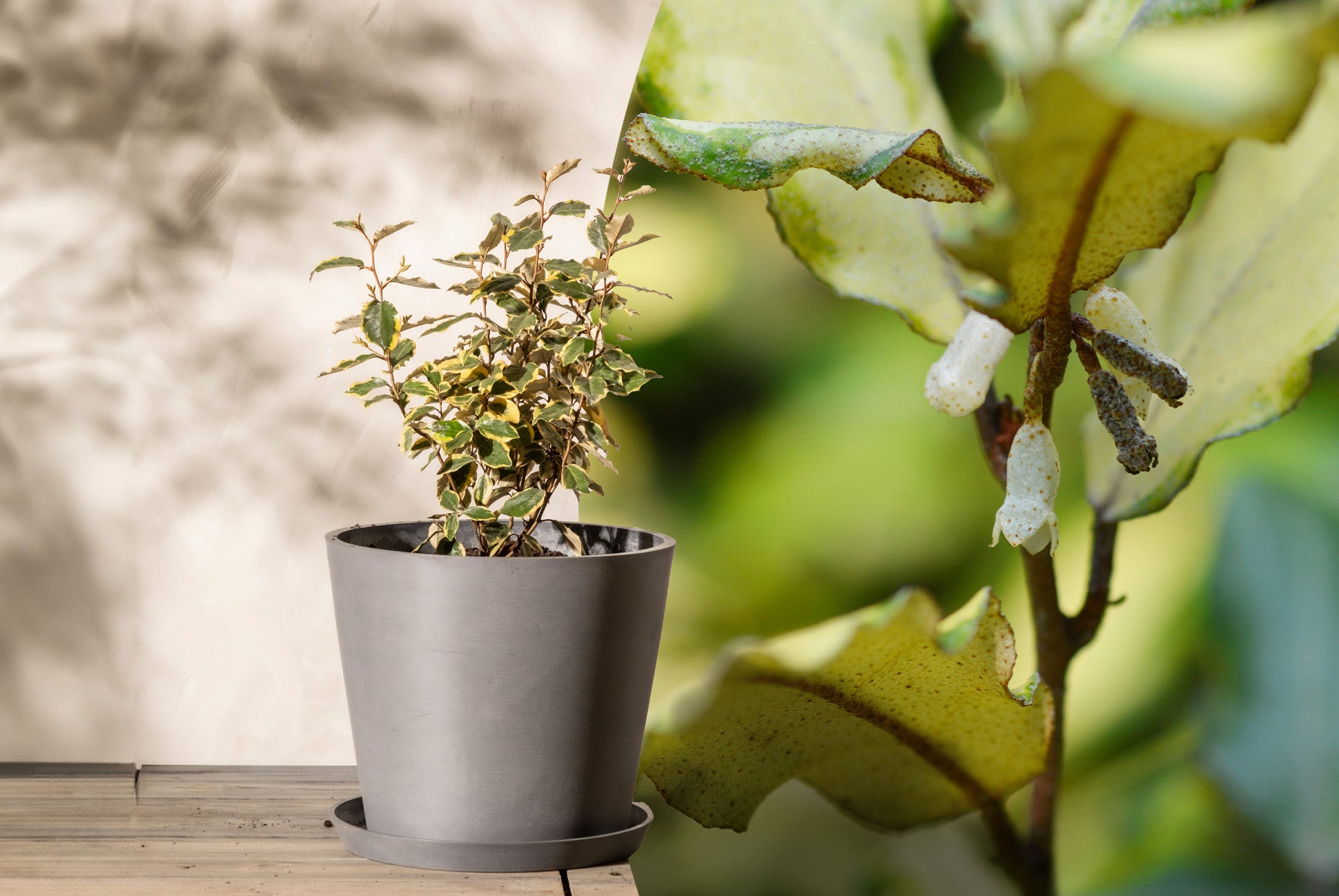 Lerne den Elaeagnus kennen... Junger Elaeagnus (Ölweide) mit grün-gelblichen Blätter in einem Pflanzkübel eingetopft neben einer Nahaufnahme von seinen leichtgepunkteten Blättern und Blüten im Frühling.