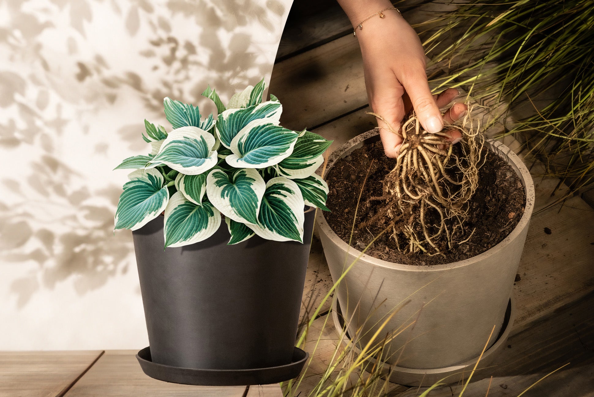 Lerne die Hosta kennen... Eingetopfte Hosta in einem Pflanzkübel steht am Boden, daneben ist ein Bildausschnitt von Hosta-Rhizom.