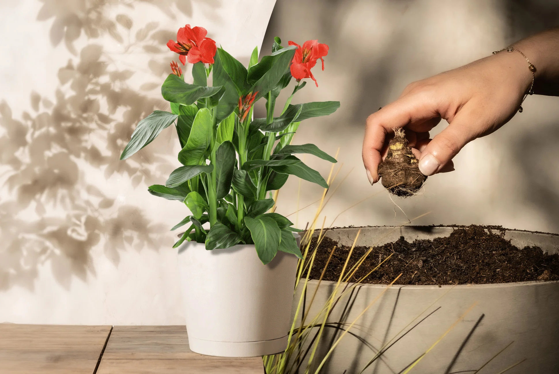 Lerne die Canna kennen... Titelbild: Canna mit roten Blüten im Pflanzkübel und Bildausschnitt vom Rhizom, das eingetopft wird.