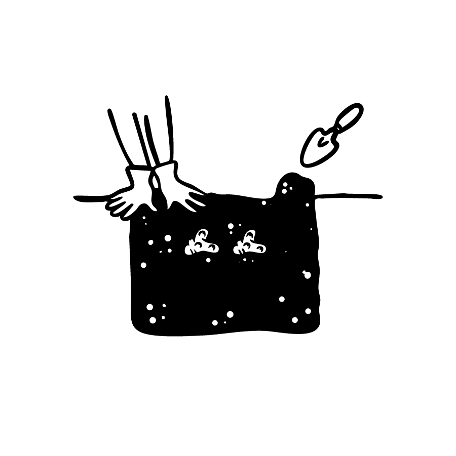 Illustration: Knollen mit Erde abdecken.