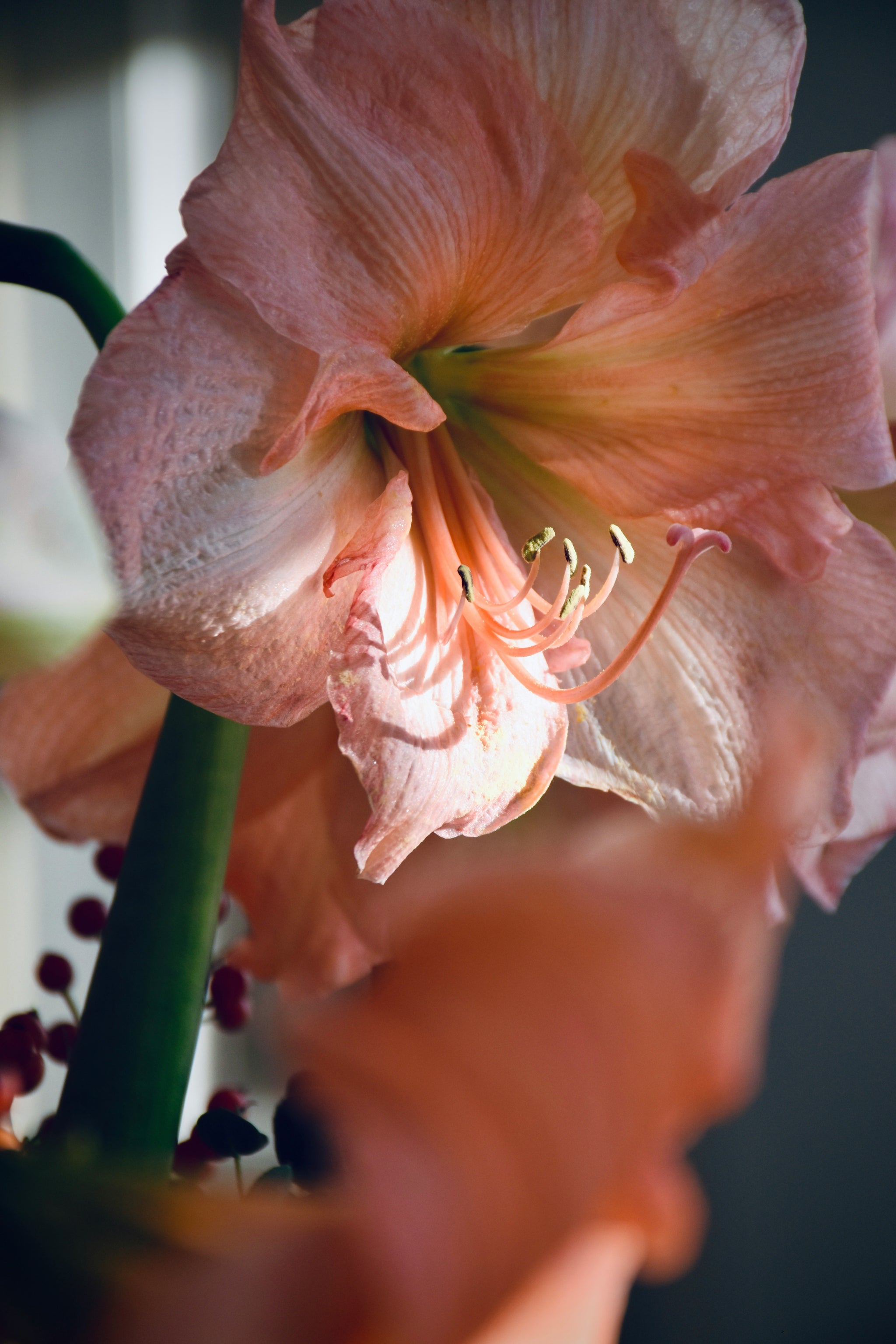 Detailaufnahme von einzelner lachsrosafarbenen Amaryllis.