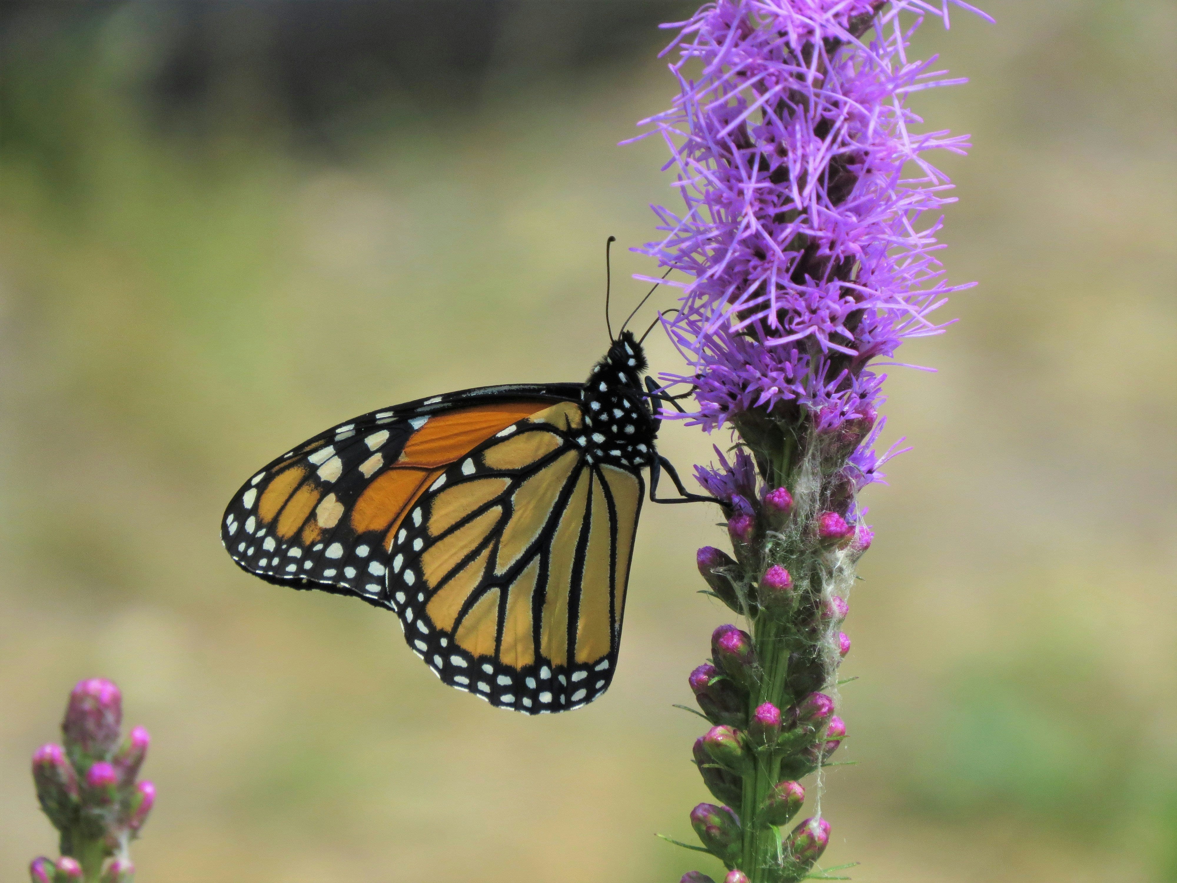 Insekten lieben den Nektar der Liatris spicata Oranger Schmetterling (Monarchfalter) sitzt auf violettem Blütenstand einer Prachtscharte.