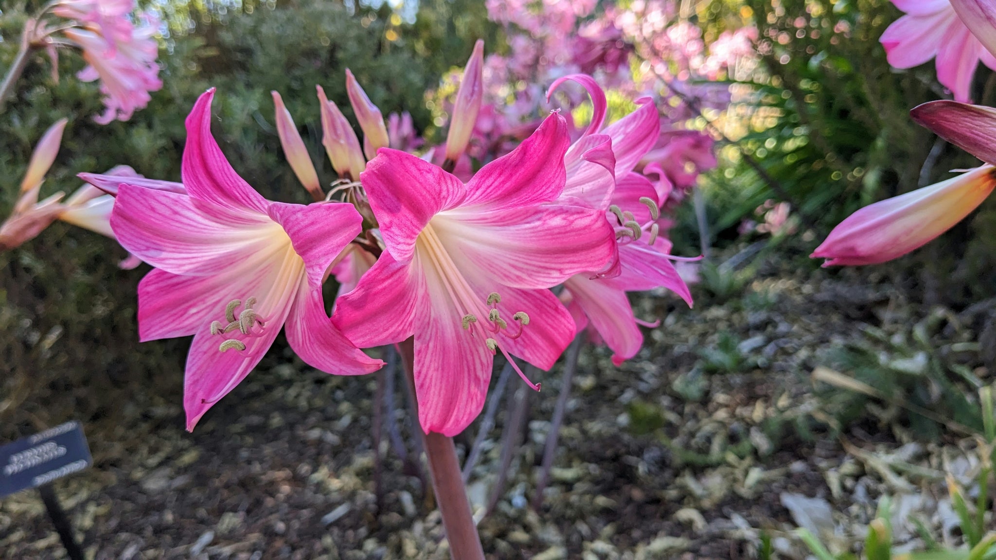 Auffällige Blumen der Echten Amaryllis ‘Belladonna’ (Ritterstern/Belladonnalilie) mit pinken Blüten & Knospen in der Natur.