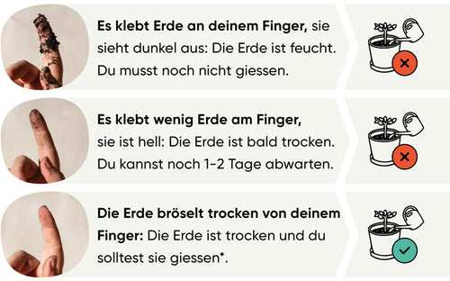 Darstellung mit Fotos, wie man durch den Fingertest erkennt, ob Außenpflanzen gegossen werden müssen. 