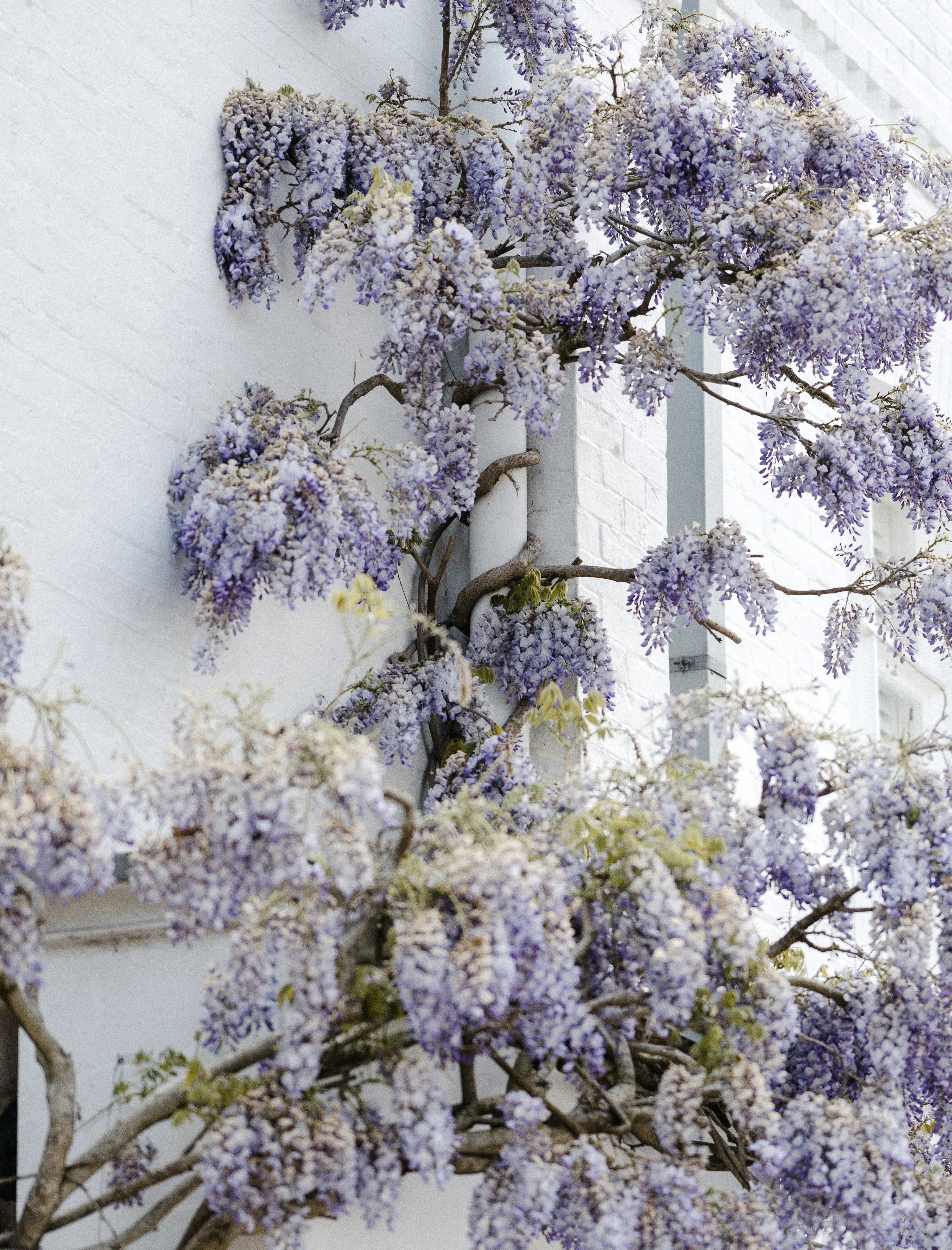 Umschlungene Regenrinne Glyzinie (Wisteria) mit blauen Blüten schlingt sich um eine Wasserrinne an einer weissen Wand.