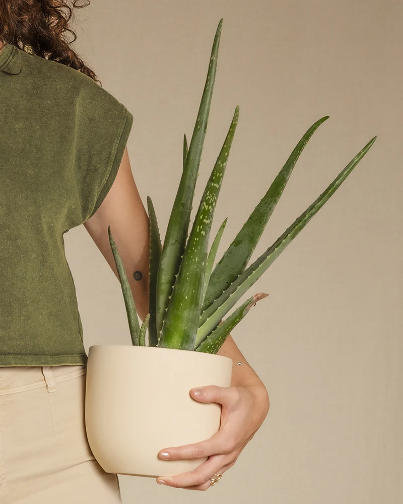  Eine Aloe vera in einem hellen Keramiktopf wird von einer Frau an ihrer Seite gehalten.