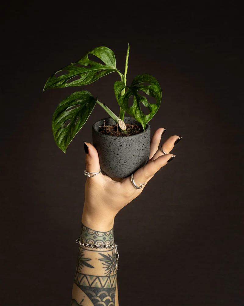 Die seltene Monstera adansonii ‘Mint’ als Babypflanze in einem schwarzen Keramiktopf wird hochgehalten.