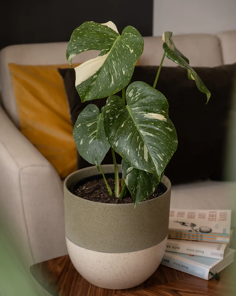 Die seltene Pflanze Monstera deliciosa ‘Thai Constellation’ steht auf einem Couchtisch.