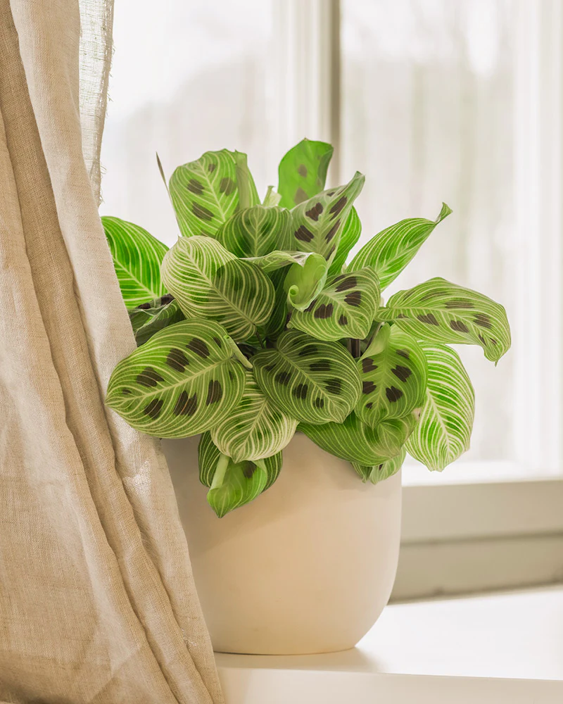 Eine Maranta ‘Light Veins’ mit speziellen Blättern steht auf einem Fenstersims.