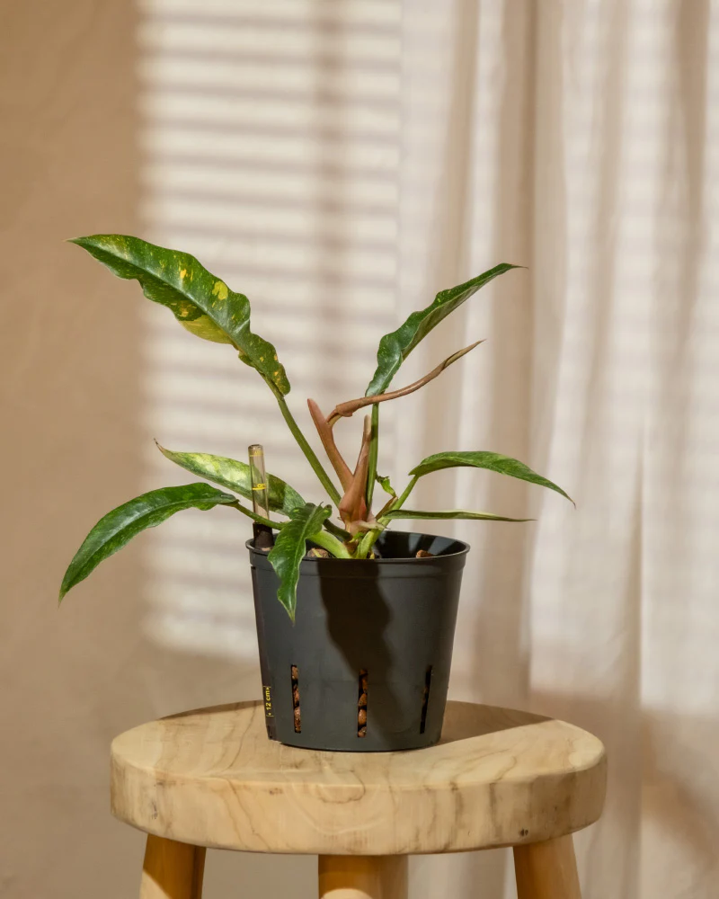 Die Pflanzen-Rarität Philodendron Ring of Fire in Hydrokultur mit Leca (Blähton) steht auf einem Beistelltisch.