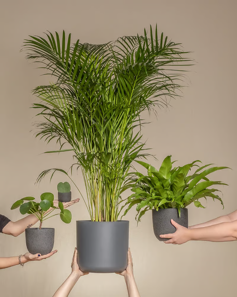 Das tierfreundliche Pflanzen-Set von feey, welches aus einer Goldfruchtpalme, einer Ufopflanze und einem Nestfarn besteht, wird hochgehalten.