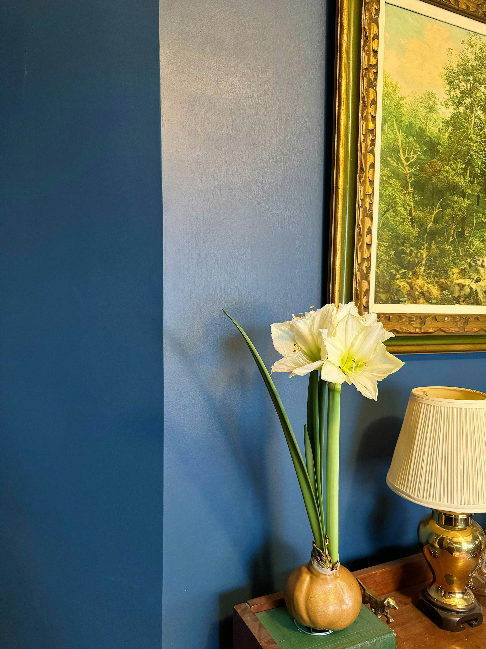 Einzelne weiße blühende Amaryllis in goldenem Wachs neben einer Tischlampe auf einem Sideboard aus Holz, das vor einer blauen Wand steht.