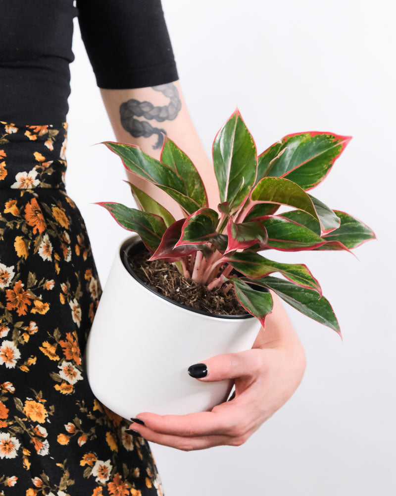 Aglaonema Jungle Red in weißem Topf auf der Hüfte einer Frau