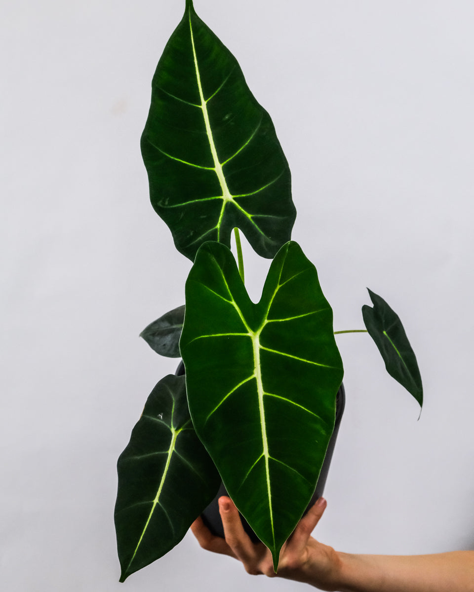Alocasia Frydek auf einer Hand