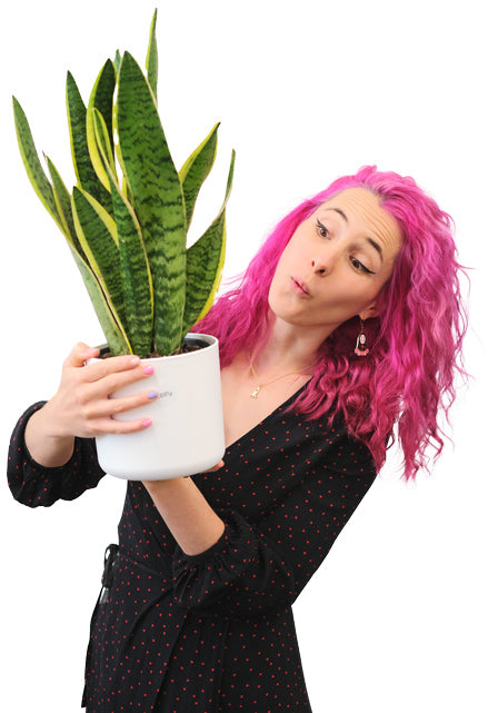 Vani schaut eine Schwiegermutterzunge mit weissem Topf an