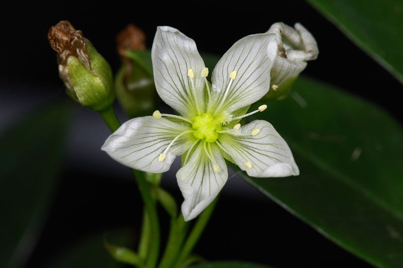 Weisse Blüte an einer Venusfliegenfalle