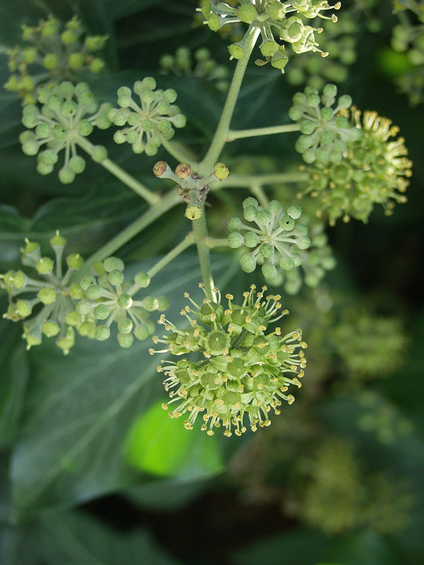 Winzige gelbe Blüten, kugelförmig angeordnet an vielen verschiedenen Stängeln des Efeus