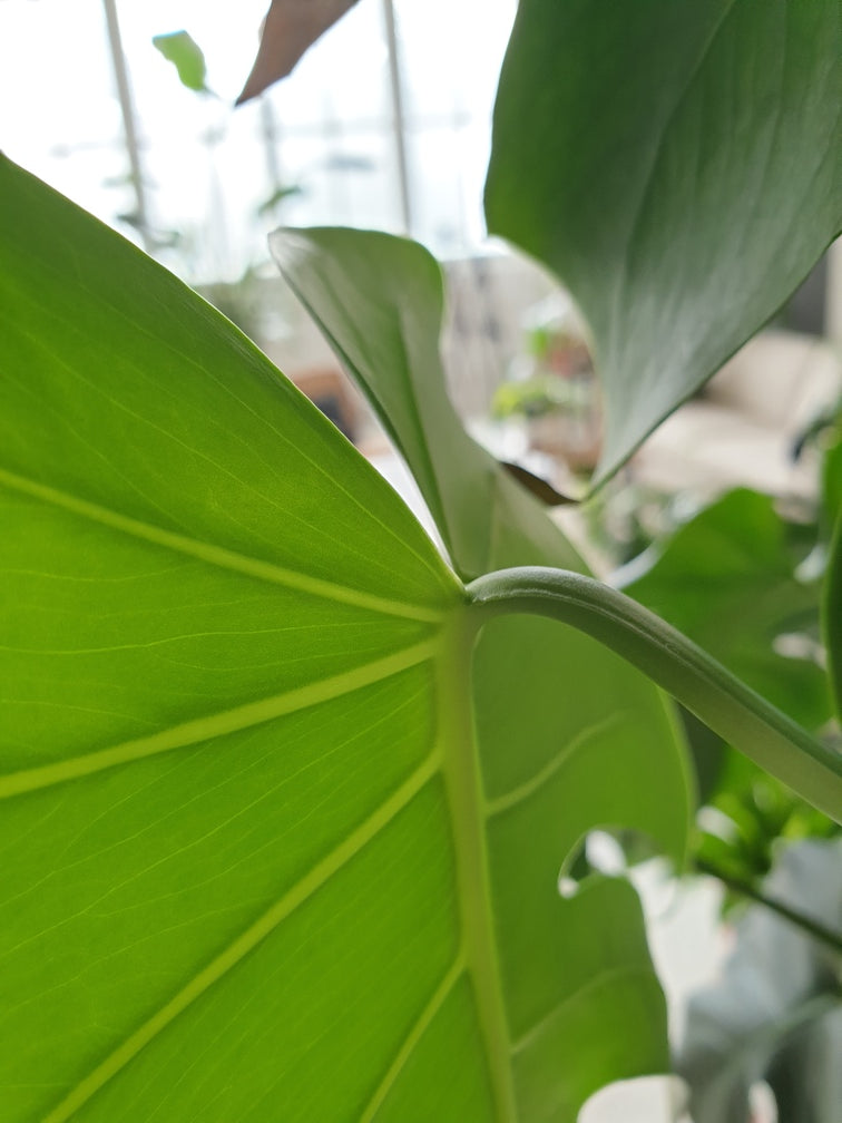 Glatter Übergang zwischen Blatt und Blattstiel einer Monstera