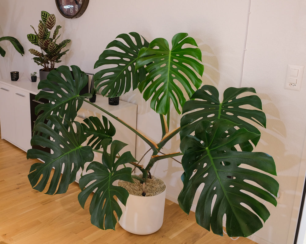 Jankos Monstera mit grossen, fenestrierten Blättern, im weissen Topf im Wohnzimmer