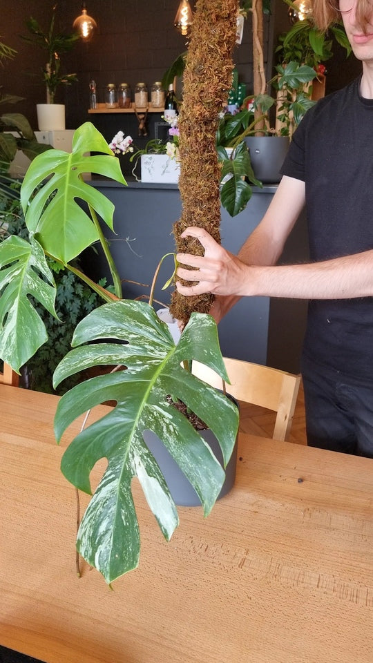 Moosstab selber machen (Schritt für Schritt) DIY Anleitungen von feey