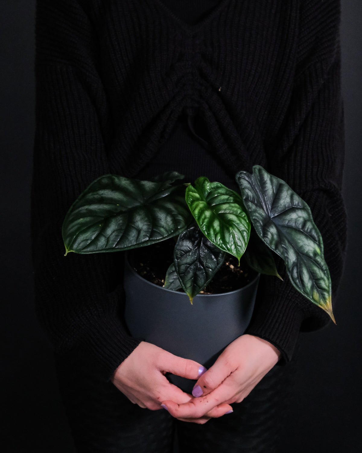Alocasia Dragon Scale in anthrazitfarbenem Topf in zwei Frauenhänden