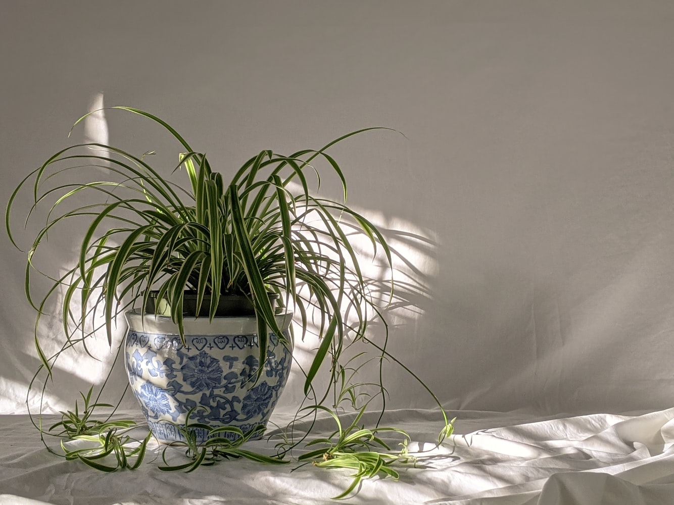 Chlorophytum in weiss-blauem Topf mit mehreren Ablegern