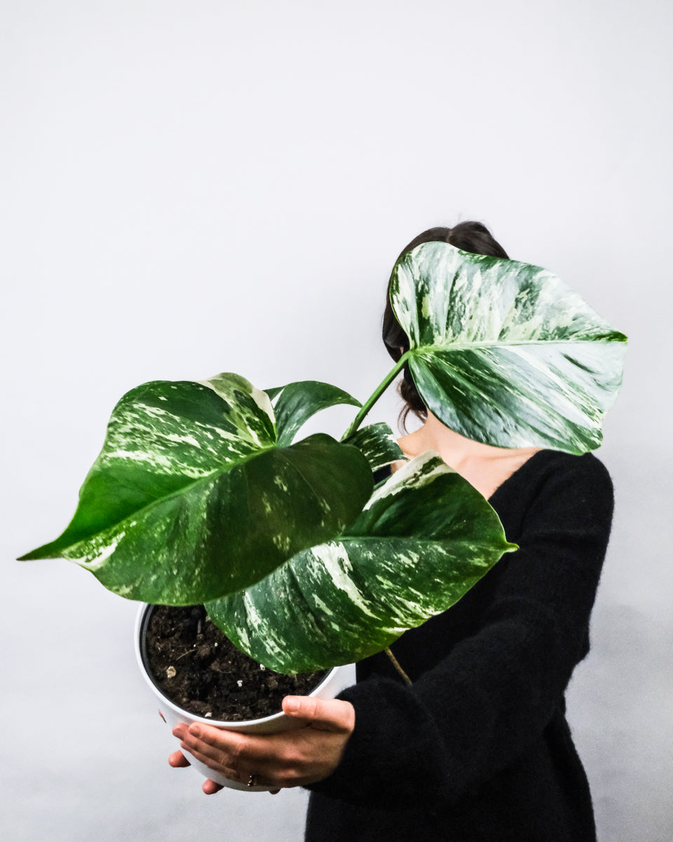 Monstera deliciosa variegata mit grün-weissen Blättern ohne Schlitze