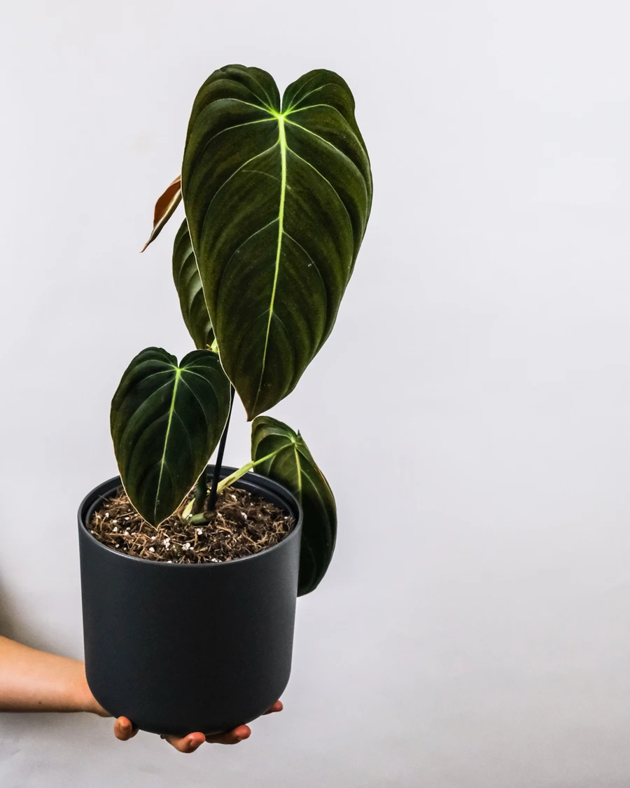 Philodendron Pflege und Arten [Pflanzenlexikon] feey GmbH