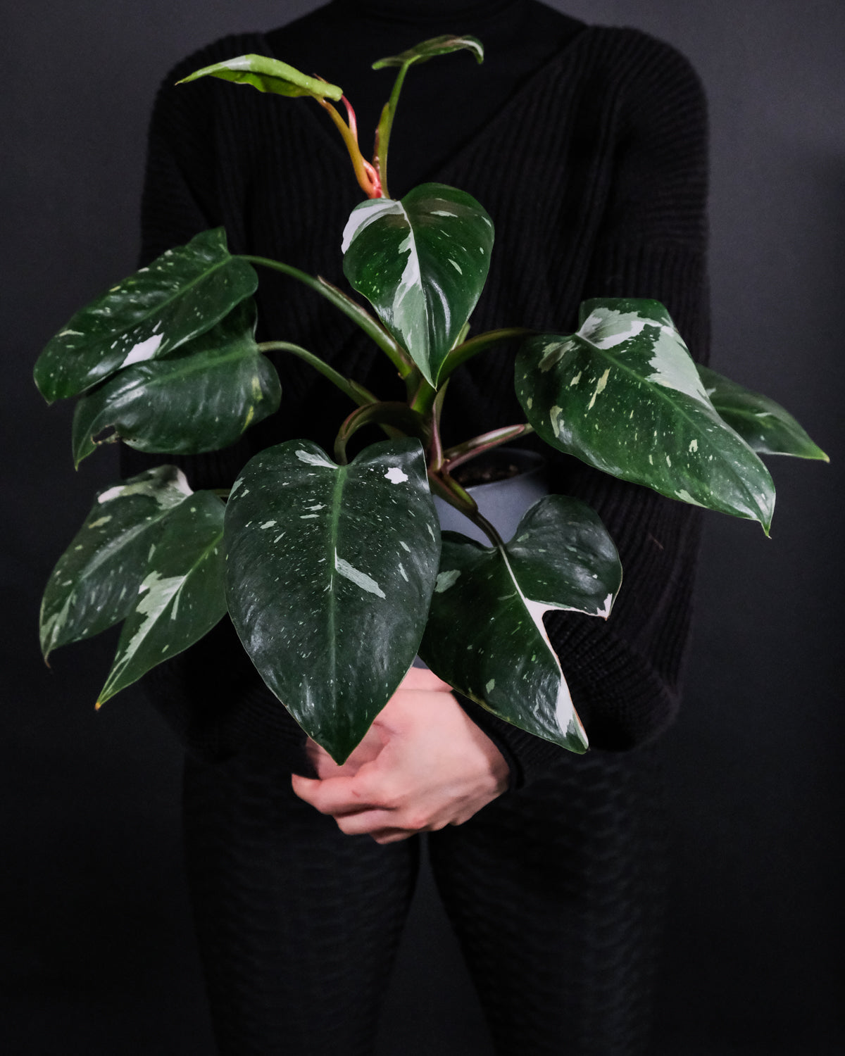 Philodendron White Princess in den Armen einer dunkel gekleideten Frau