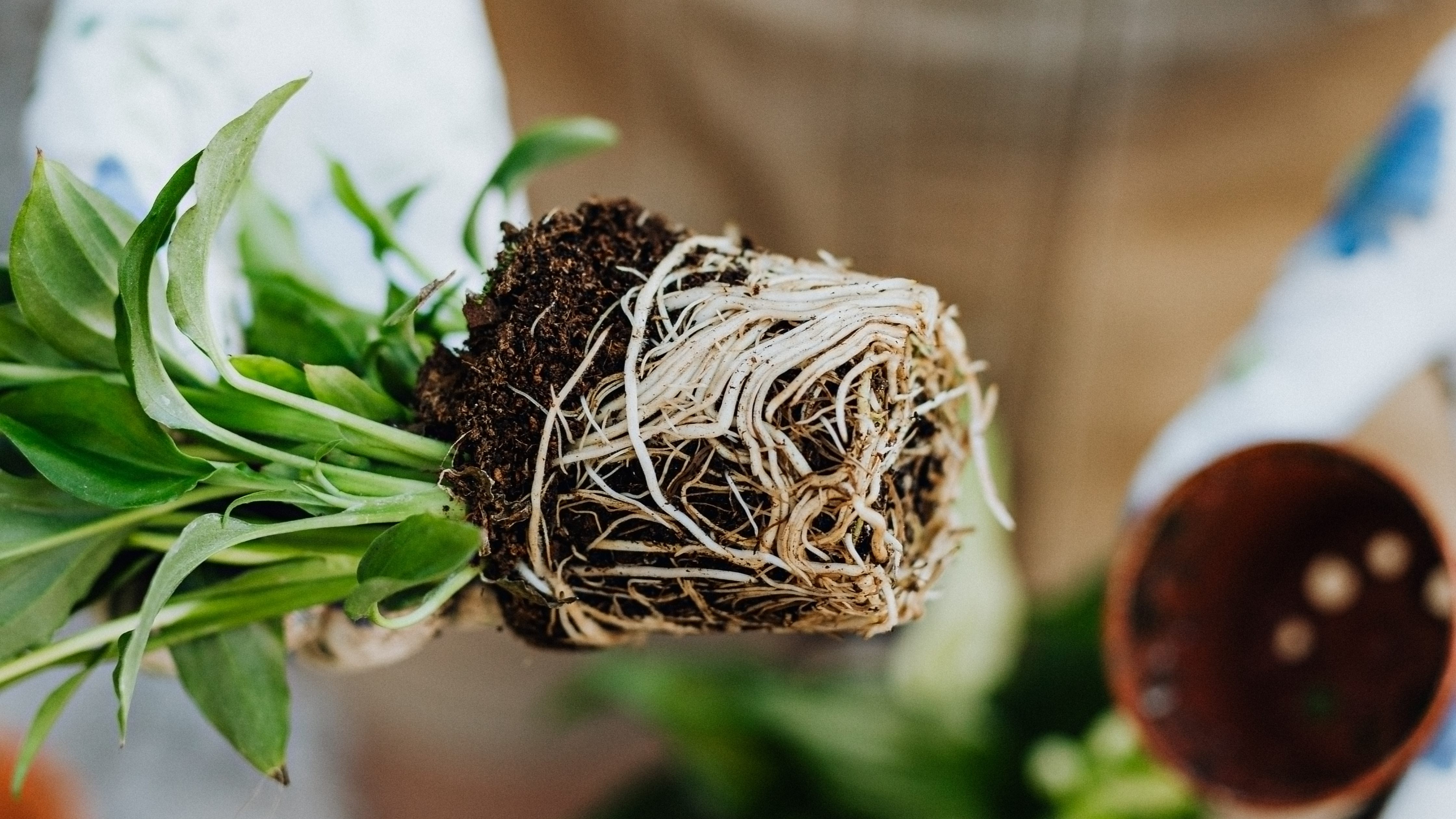 Schräg gehaltene Spathiphyllum-Pflanze mit stark durchwurzeltem Erdballen