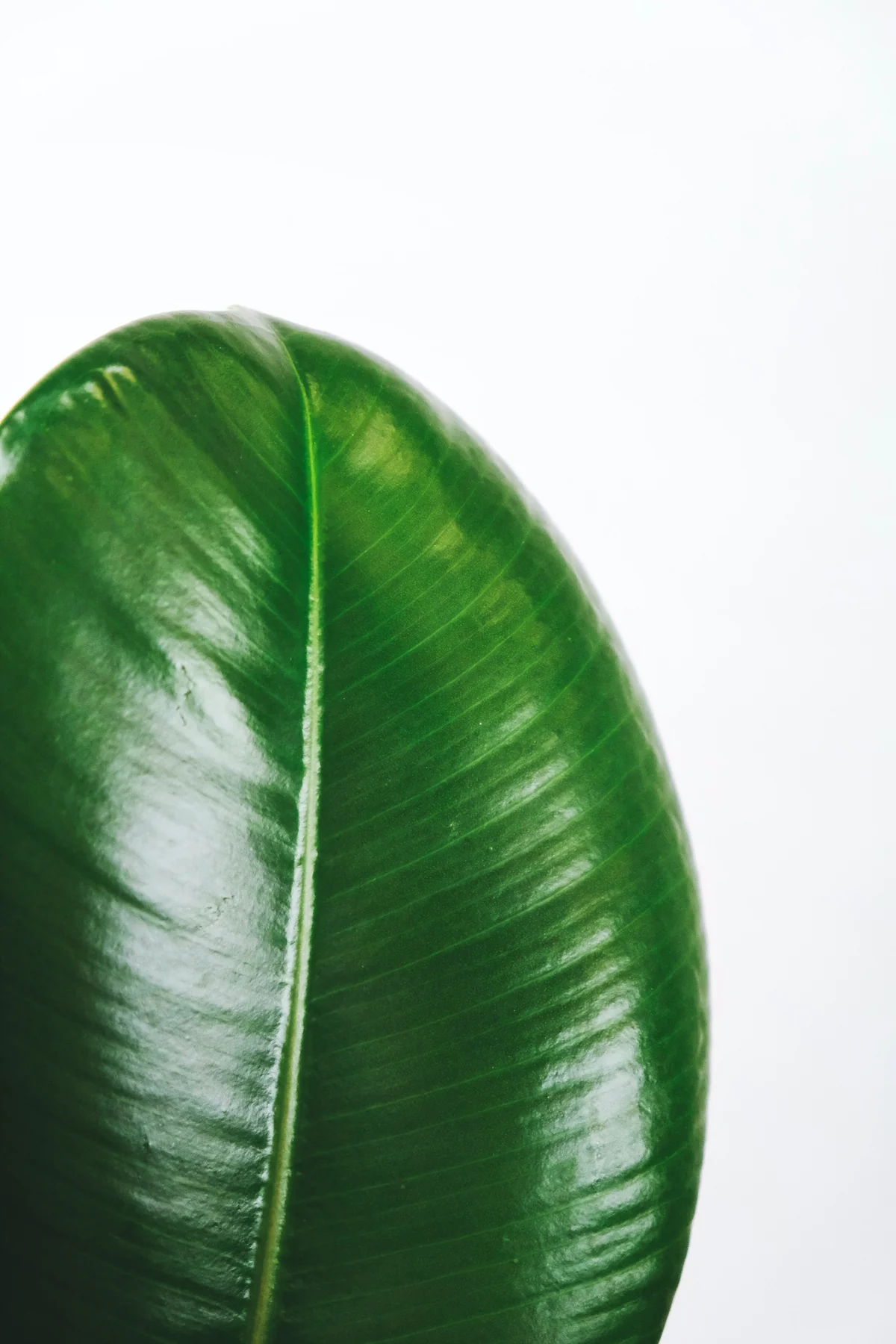 Ficus elastica