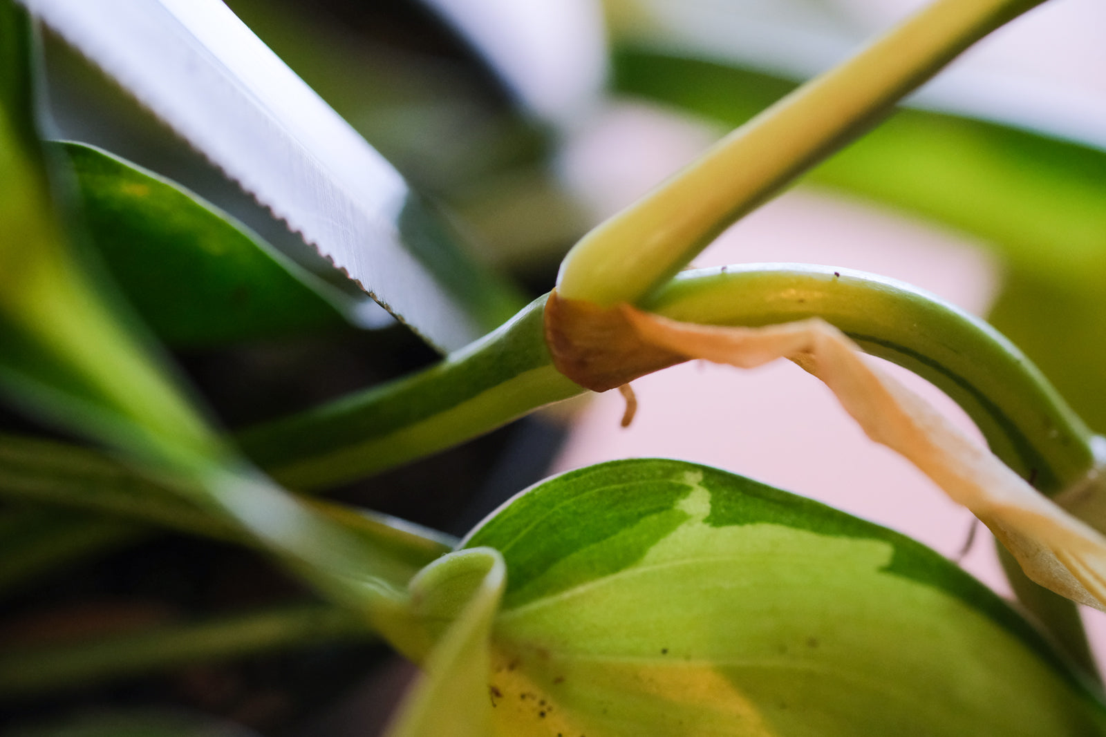 Philodendron - Pflege und Arten [Pflanzenlexikon] – feey GmbH