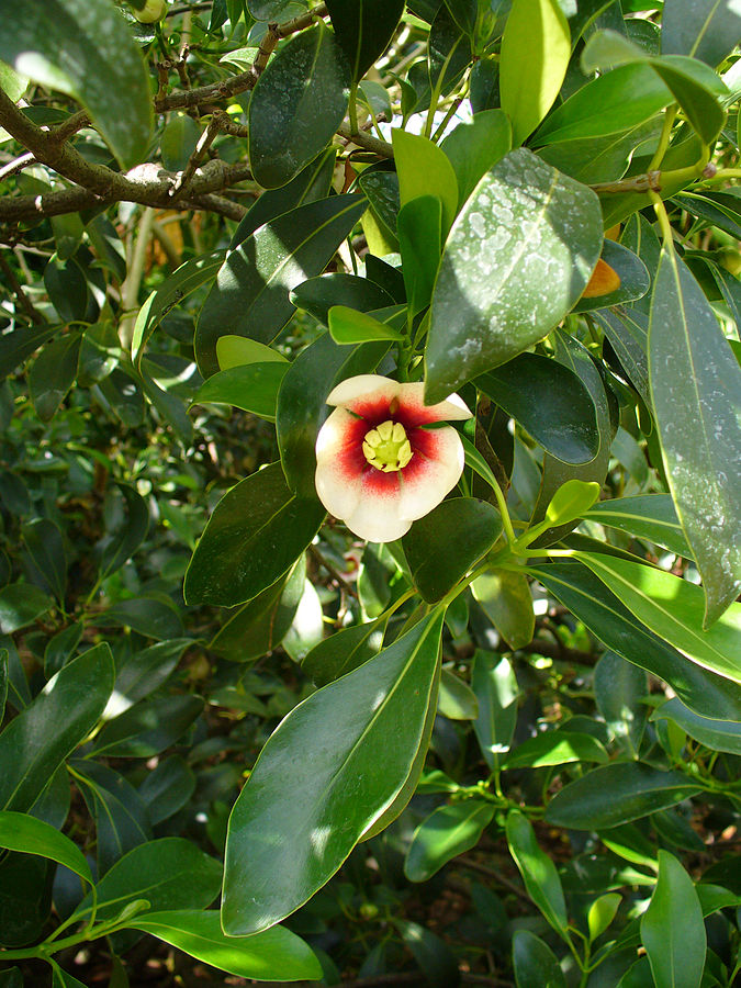 Clusia lanceolata Clusia lanceolata mit weisser Blüte mit rotem innerem Rand