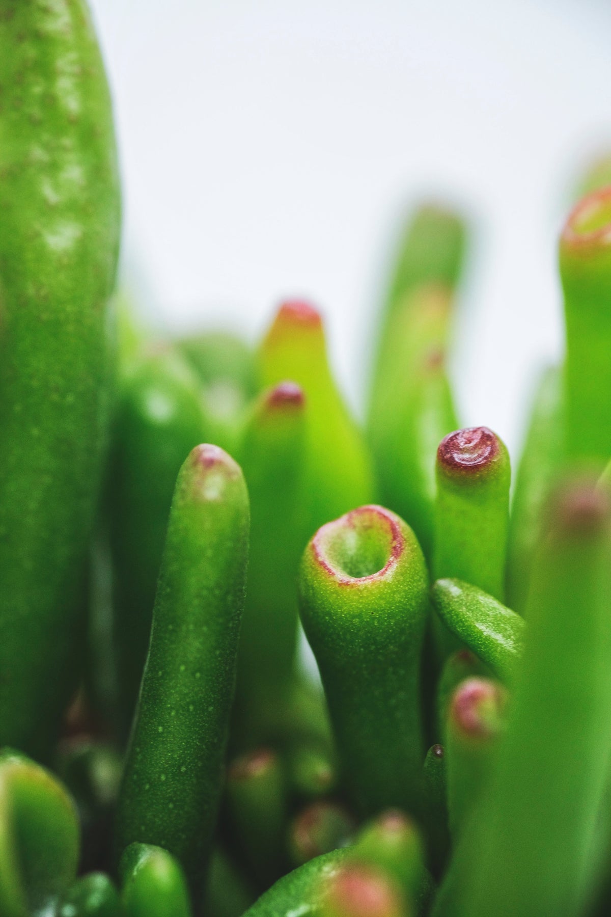 Crassula ovata gollum