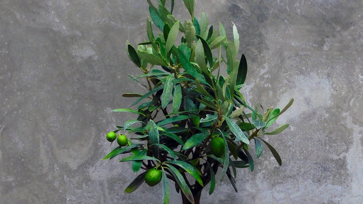 Olivenbaum