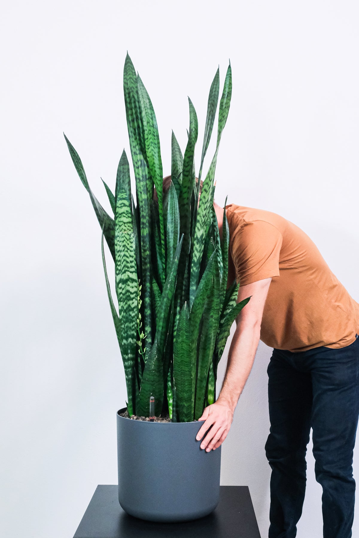 Sansevieria (Bogenhanf) Pflege und Arten [Pflanzenlexikon] feey GmbH