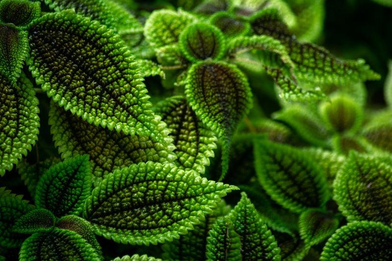 Pilea involucrata mit rauer Textur, bräunlichem Blattinneren und leuchtend hellgrünen Blattzacken