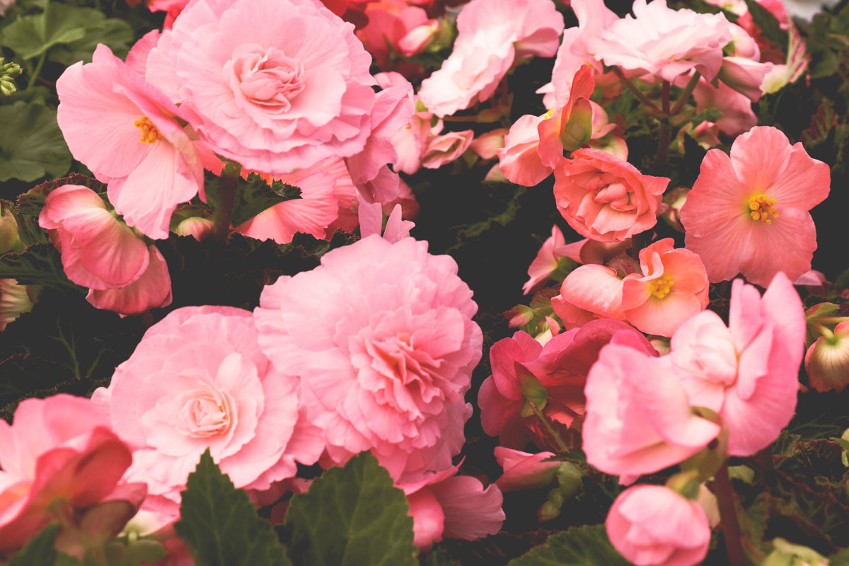 Knollenbegonie Knollenbegonie mit pinken Blüten