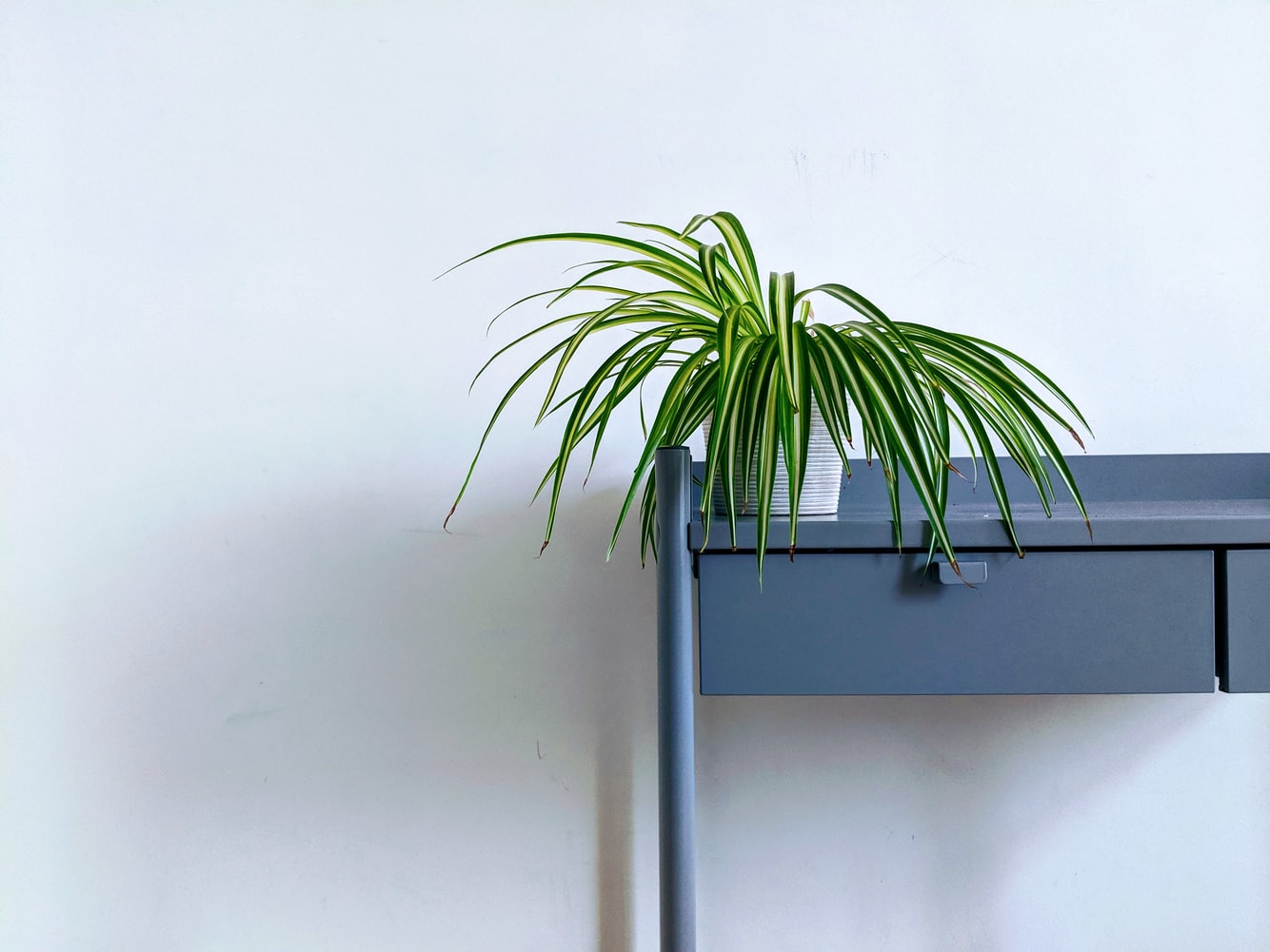 Chlorophytum comosum in weissem Topf auf einem grauen Tisch