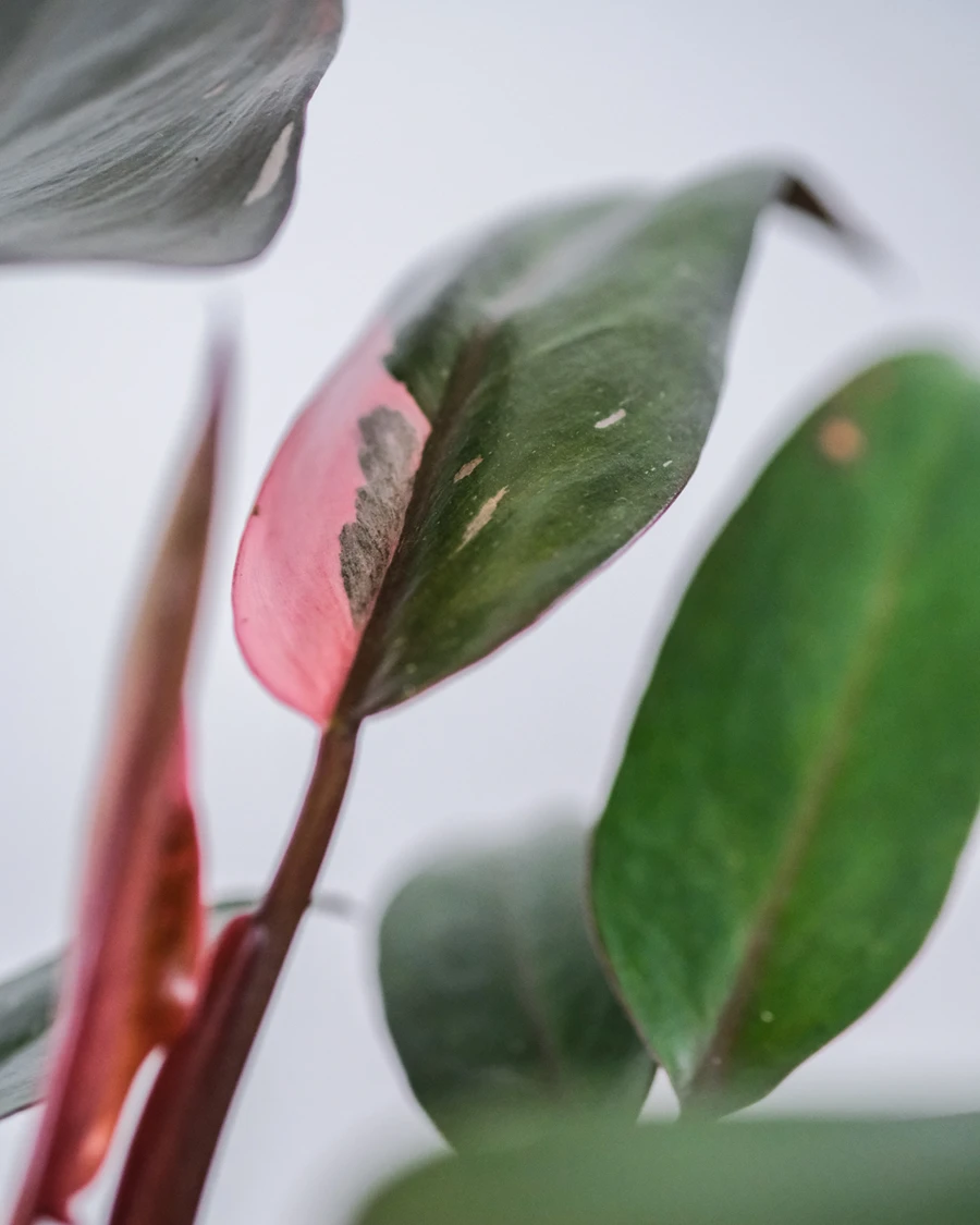 Philodendron Pflege und Arten [Pflanzenlexikon] feey GmbH